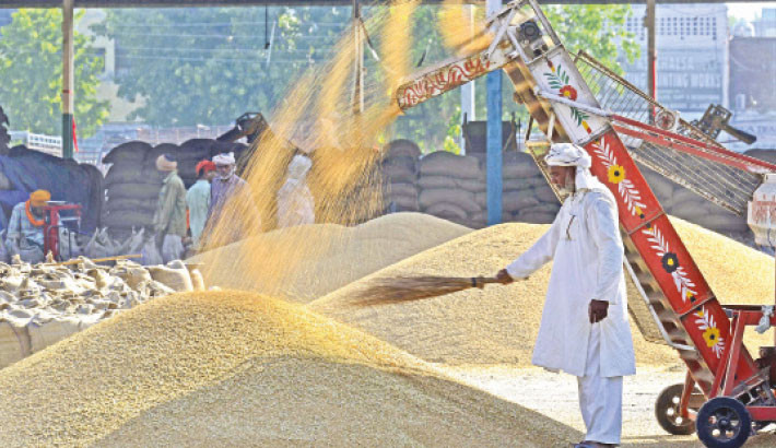 A worker spreads wheat grains for drying at a wholesale grain market in Jalandhar on Monday. -AFP Photo