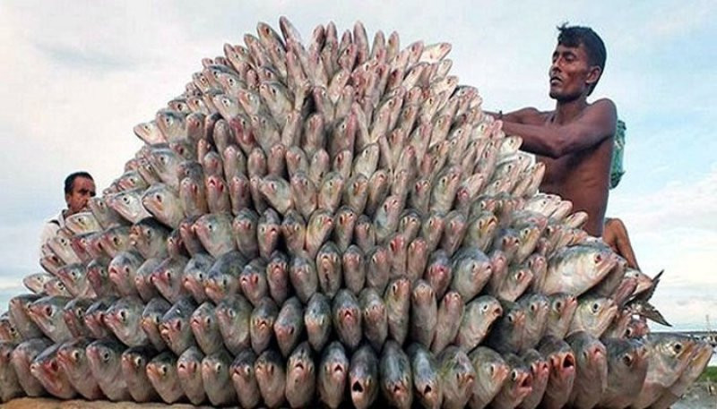 Govt approves export of 3,000 tonnes of hilsa to India