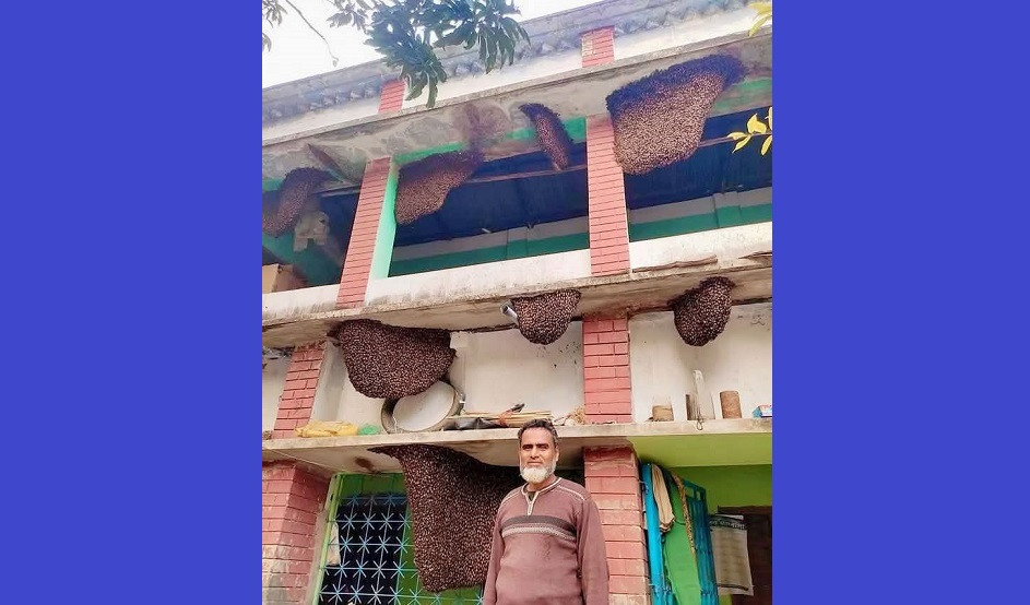 Bee House: Where humans and bees live together in Jashore’s Monirampur