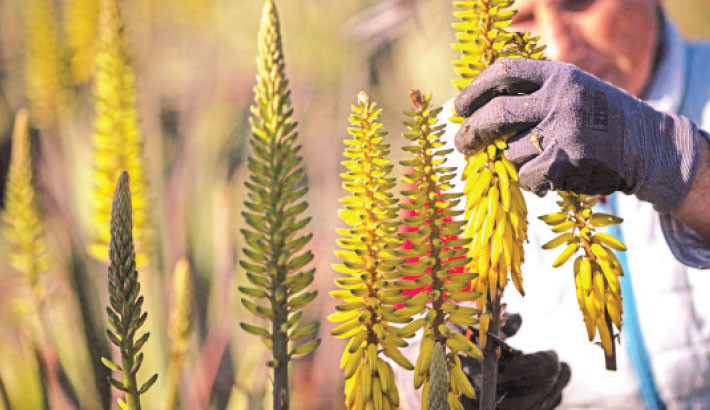 A farmer harvests aloe vera flowers planted by winegrower Laurent Maynadier, in Fitou southwestern France, on 6 May, 2025. Laurent Maynadier, has uprooted his vines to plant aloe vera because his plots are suffering from a lack of water due to climate change, in Fitou southwestern France, on 6 May 2025. PHOTO: AFP